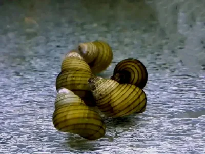 Филопалудина суматранская