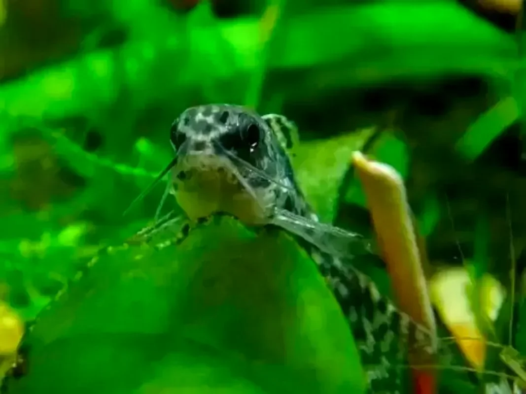 Аспидорас пунктирный
