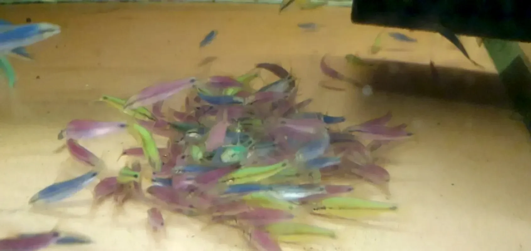 Сиамский водораслеед Glofish SAE