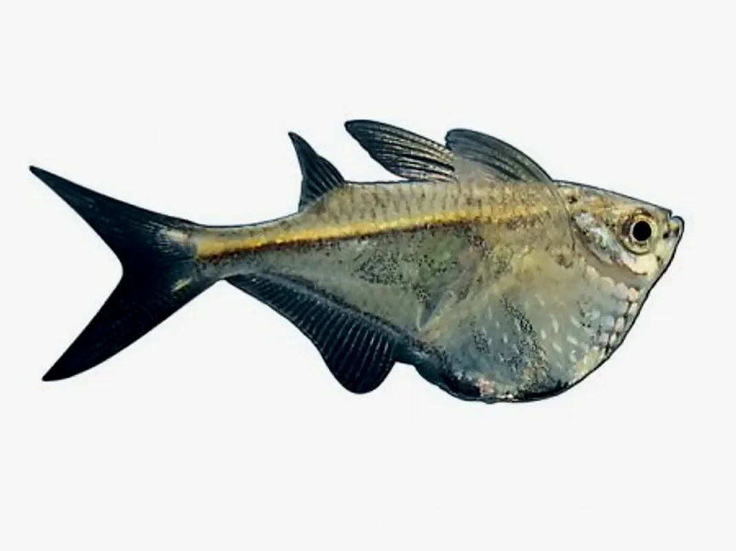 Клинобрюшка
