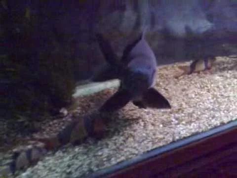 Black Shark Update (morulius chrysophekadion labeo)