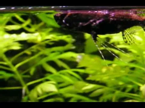 African Butterfly Fish
