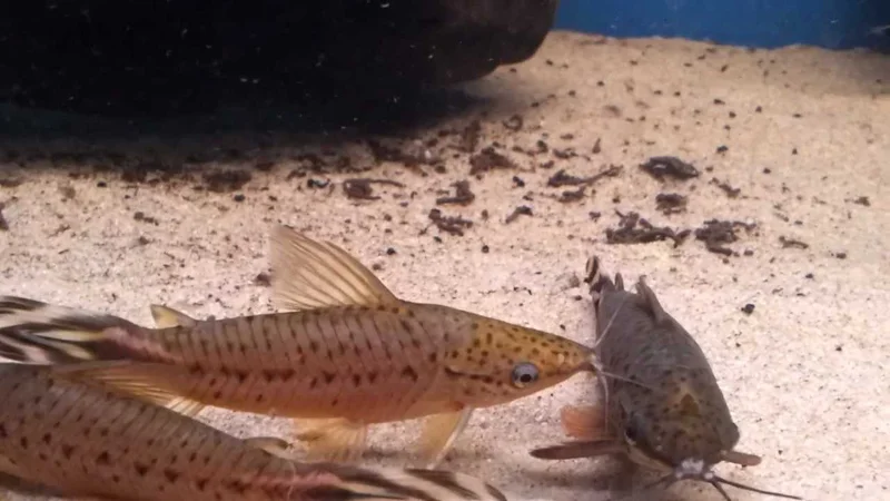 Dianema urostriatum bij Aquarium Speciaalzaak Utaka