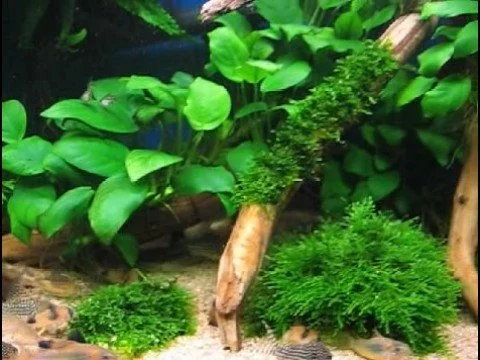 My Corydoras Tank