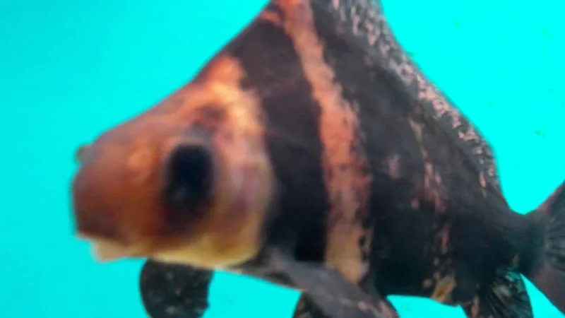 Cool shot of my Banded Hi-fin Shark (Myxocyprinus asiaticus)