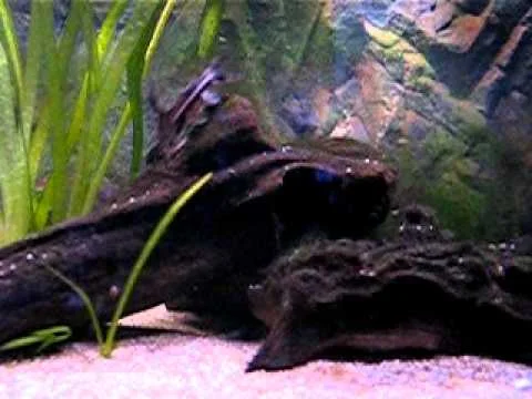 Amblydoras nauticus juvenile 03