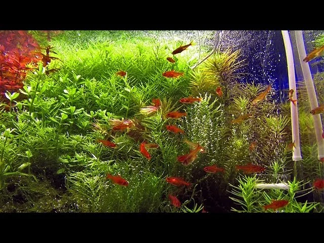 40 ember tetra (Hyphessobrycon amandae) in densely planted aquascape