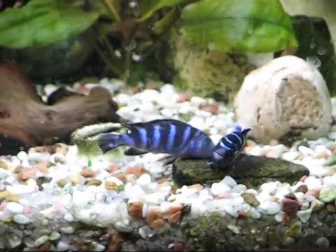 Нерест Псевдотрофеус Демасони (Pseudotropheus Demasoni)