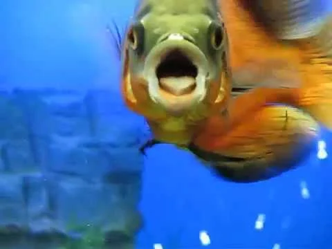 Astronotus ocellatus
