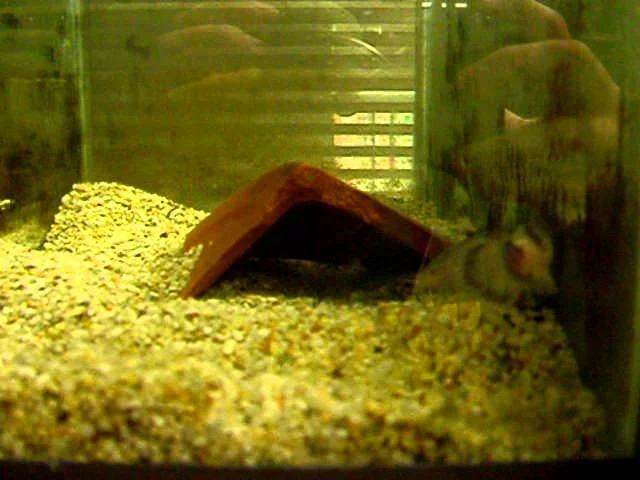 Malapterurus electricus Feeding