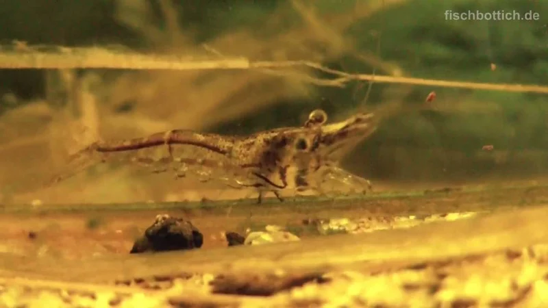 [HD] Feeding my Sri Lanka dwarfshrimp in Close-Up / Sri Lanka Zwerggarnele [3/3]