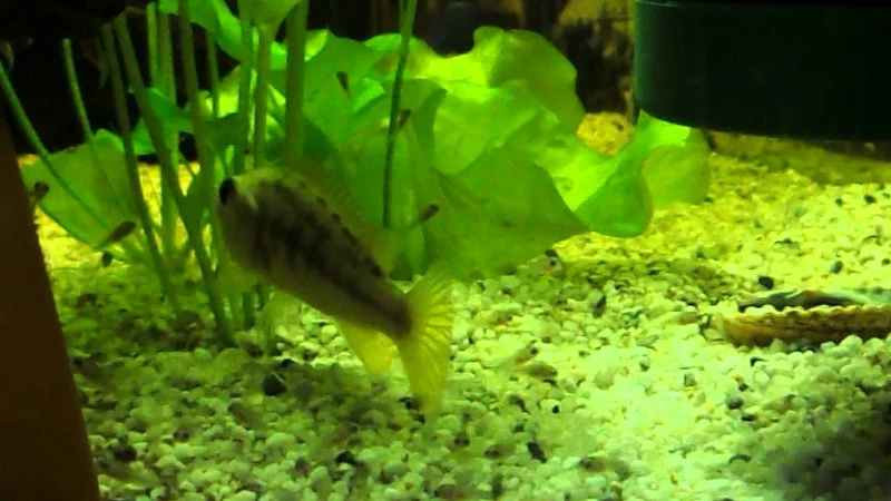 Messingmaulbrüter (Pseudocrenilabrus philander dispersus)