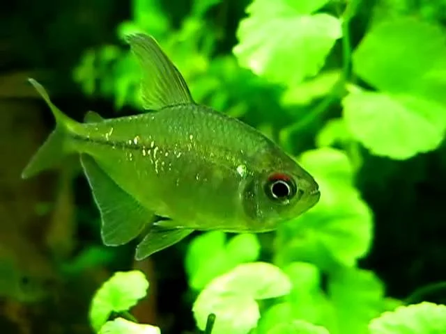 Aquarium Fische - Ein Brillantsalmler - moenkhausia pittieri