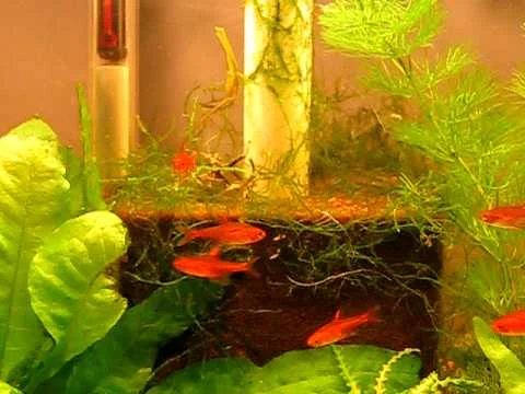 Hyphessobrycon amandae