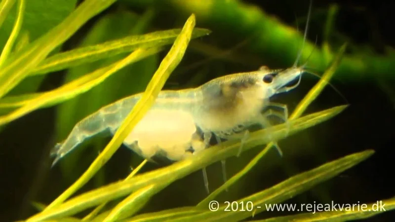Neocaridina cf. zhangjiajiensis var. white female with eggs