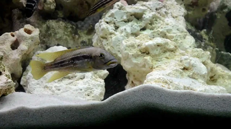 Neolamprologus tetracanthus.