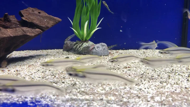 African Glass Catfish - Parailia pellucida