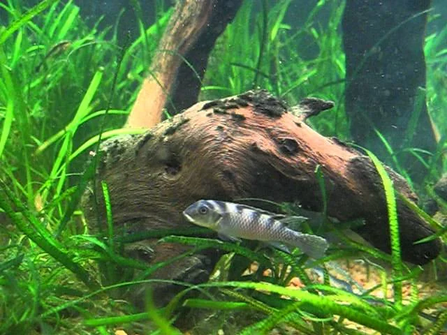 Nanochromis transvestitus pair