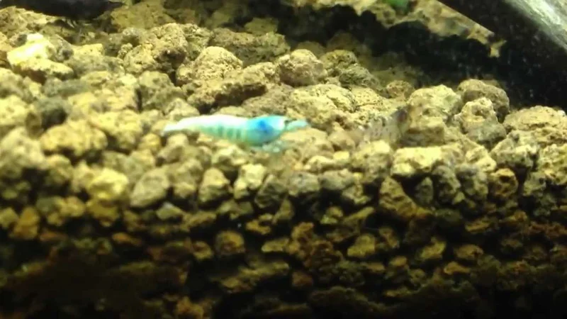 Blue Bolt Tawain Bee Shrimp
