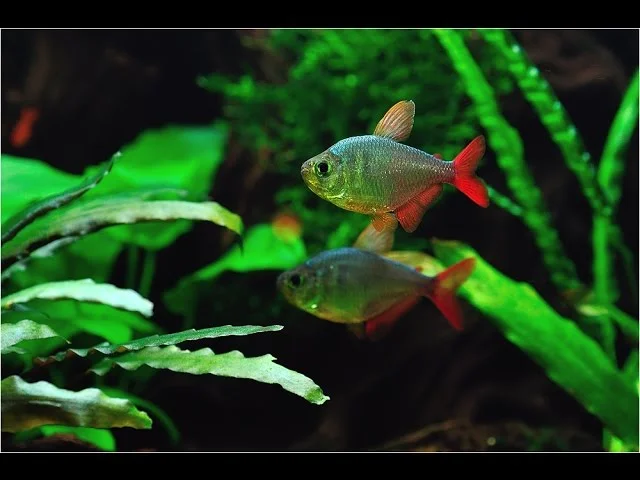 My aquarium