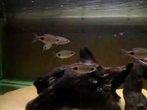 Filament Barbs