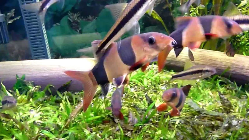 HD Clown Loaches & Siamese Algae Eaters - Feed Me !