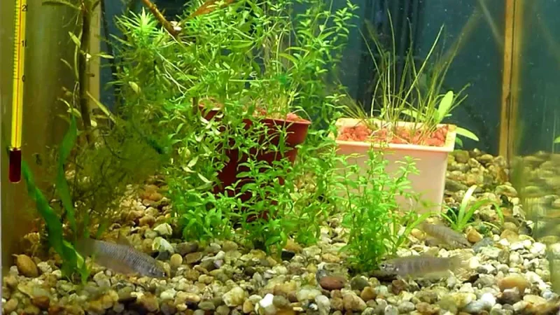 Betta smaragdina.MTS
