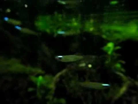 Lampeye eating mosquito babies
