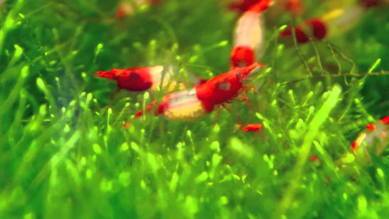 Freshwater Shrimp Aquarium - Rili Shrimp (琉璃虾)
