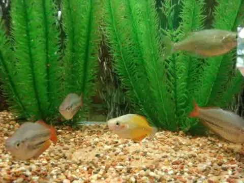 assorted rainbowfish feeding frenzy