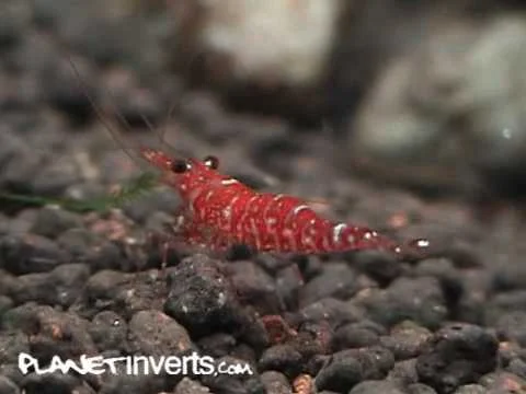 Brown Camo Sulawesi Shrimp