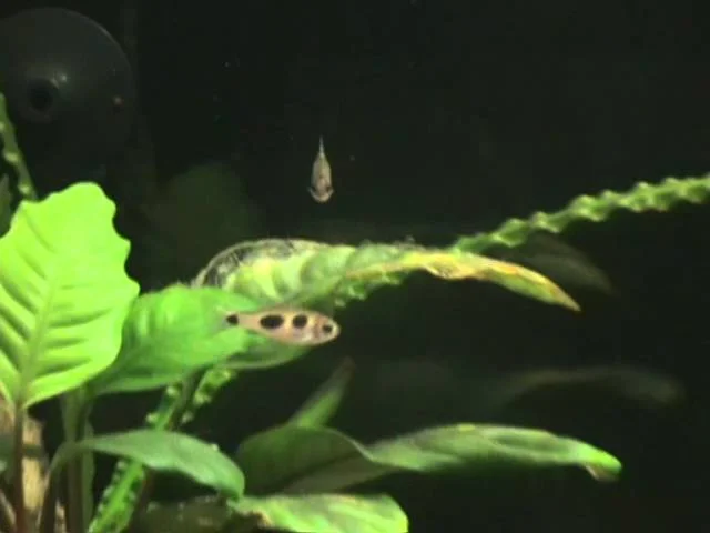Barbus Hulstaerti, Butterfly Barb
