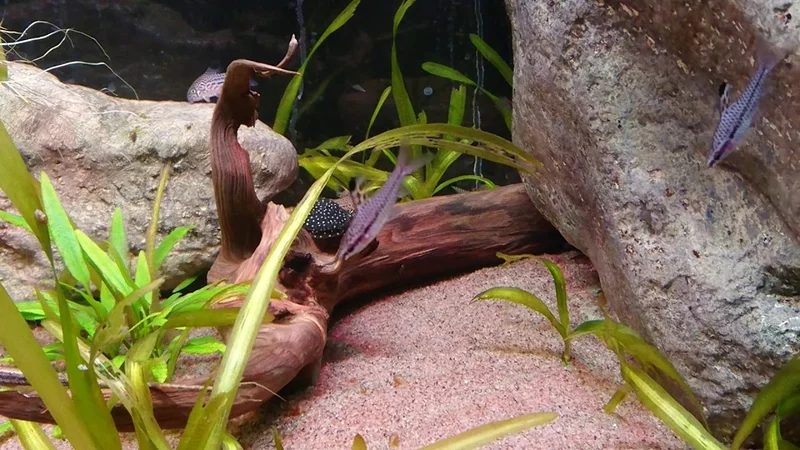 Chilodus punctatus
