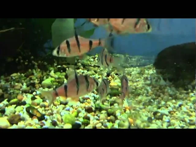 Pentazona Barb for sale at Tyne Valley Aquatics