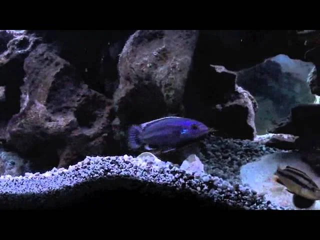 chipokae species tank