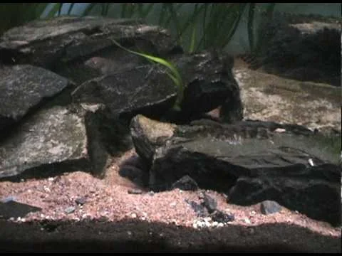 Lamprologus congoensis