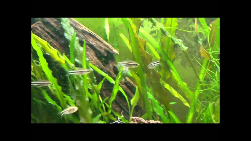 Corydoras pygmaeus 2011-01-27
