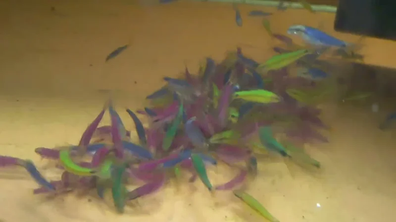 Glofish - SAE - Glo Siamese Algae Eater - Nanofish.com.ua