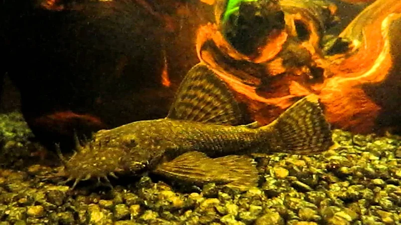 Ancistrus dolichopterus/ Algen-eter