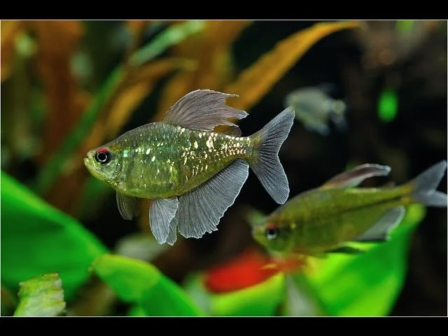 Moenkhausia pittieri