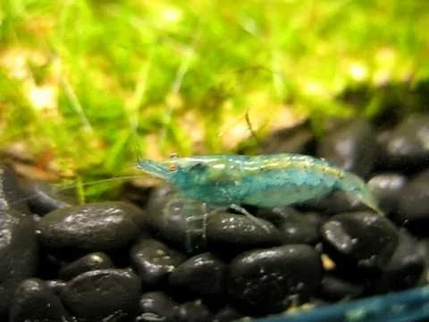 Blue pearl shrimp