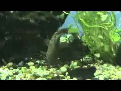 Callichthys callichthys