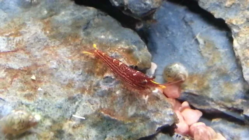 Striata plus harlekijn