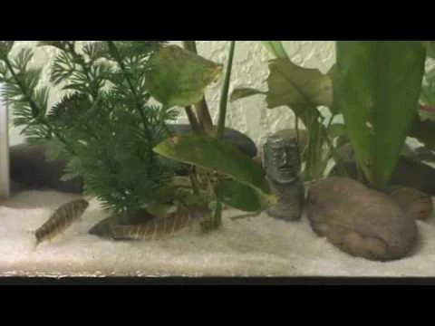 botia striata playing in the loach lounge