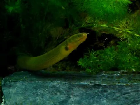 Erpetoichthys calabaricus - bichirek 6.