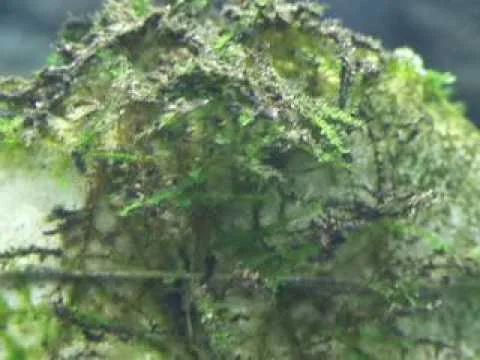 Moenkhausia sanctaefilomenae