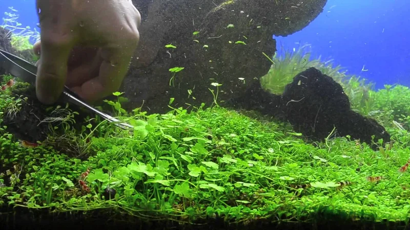 Glossostigma elatinoides - Trimming - Potatura