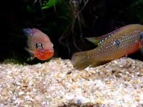 Hemichromis lifalili