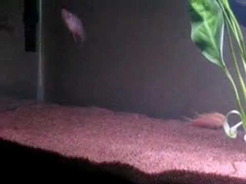 Aqurium-Belonesox Belizanus, Bichir, others
