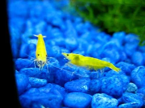 Golden Yellow Shrimps